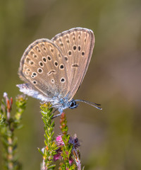 Poster - Alcon blue butterfly vertical