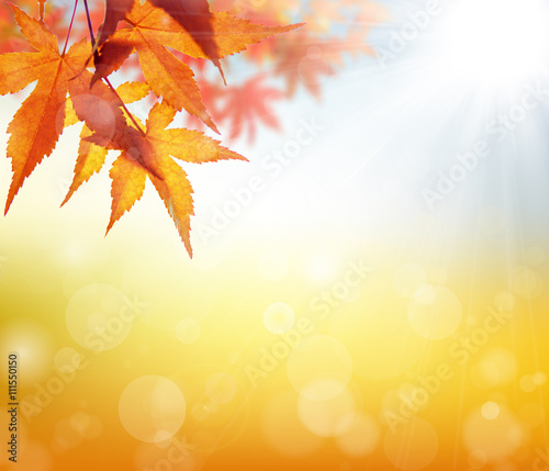 秋 背景 紅葉 もみじ 葉 爽やか 美しい 光 輝き 10月 日本 バックグラウンド 赤い 11月 イメージ 風景 Adobe Stock でこのストック画像を購入して 類似の画像をさらに検索 Adobe Stock