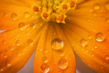 Canvas Print - Yellow flowers, white background, Cosmos.