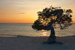 Divi divi tree on Aruba island in the Caribbean Sea at sunset