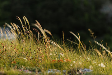 Wall Mural - Green grass