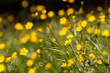 meadow buttercup flowers in full bloom