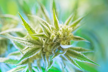 Marijuana Flowering Buds ( Cannabis), Hemp Plant. Very Large Ind