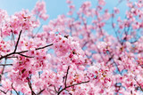 image of cherry blossom season in tokyo,Japan