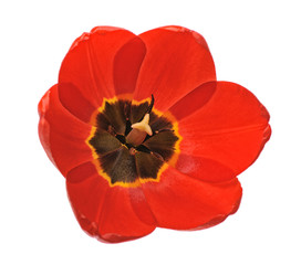 Wall Mural - red tulip isolated