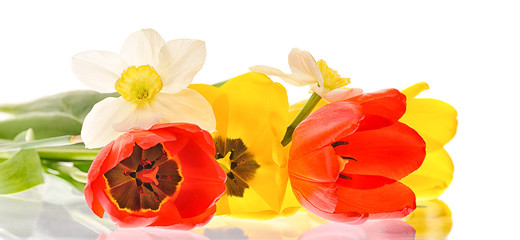 Wall Mural - tulips isolated