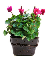 Wall Mural - blooming pink cyclamen in pot i