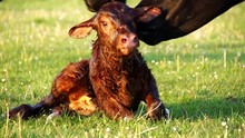 New Born Beautiful Cute Calf Struggling To Rise To Its Feet Fourth Attempt Mother Cow Licking Young Infant Vigorously Aberdeen Angus Cattle Summer Evening On Green Grass Field Minutes After Birth