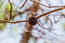 Seeds Of Khasiya Pine On Forest Moutaint In Phu Rua National Par
