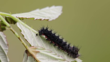 Wall Mural -  italy blur  black caterpillar in a branch move by the wind