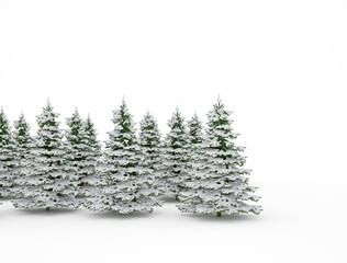 Winter landscape with pine trees in snow. Isolated background