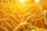 Fototapeta Tulipany -  Wheat field on sun