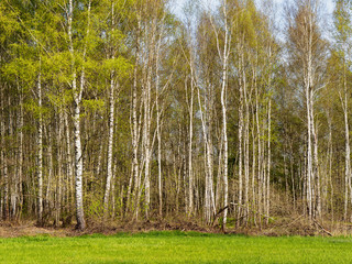  Birch Forest