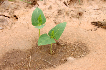 Wall Mural - young cowpea