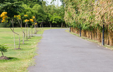 Asphalt walkway with the golden bamboo row