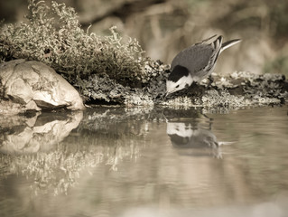 Wall Mural - Tit (Parus major) on defocused blurred natural background. Selec