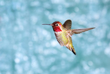 Male Annas Hummingbird In Flight, Showing Its Beautiful Gorget,  Green Background