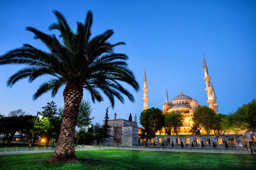 Wall Mural - sultanahmet mosque sultanahmet mosque with palm tree