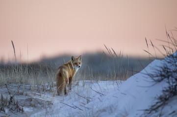 Wall Mural - a red fox stands on the top of a snow covered sand dune just after sunset.