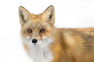 Wall Mural - a red fox close portrait against a white snow background.