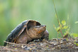 A Common Snapping Turtle laying her eggs in the dirt at John Heinz National Wildlife Refuge.