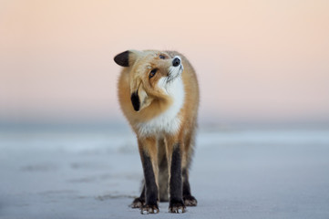 Wall Mural - a red fox shakes its head to the side as it stands on the beach in the soft dusk light with a pink s