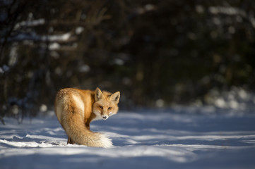 Wall Mural - a red fox turns back to look at the camera in the snow on a sunny winter day.