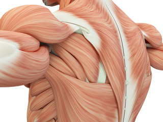 human anatomy shoulder and back. 3d illustration.