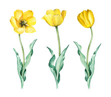 Watercolor Illustration Of Tulips