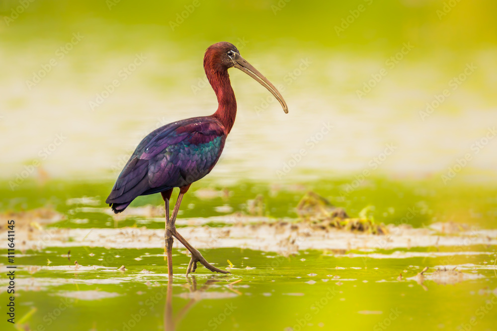 Glossy Ibis ( Plegadis falcinellus ) in real nature of Thailand Stock Photo | Adobe Stock