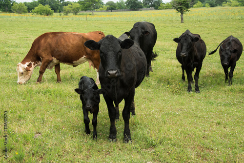 Black angus cow and calf in herd on green pasture Poster