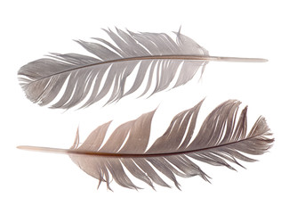 feathers isolated on white background