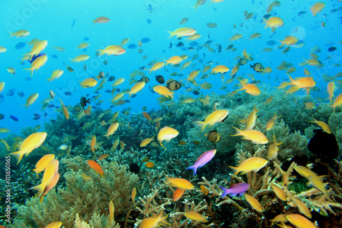 熱帯魚の群れ Stock 写真 Adobe Stock