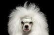 Closeup Portrait of Shaggy Weeping Poodle Dog Squinting Looking in Camera Isolated on Black Background