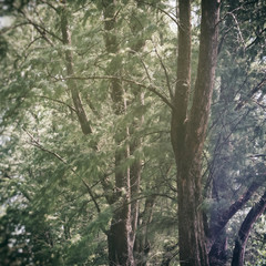 Aufkleber - Pine Tree Forest Nature Abstract Background