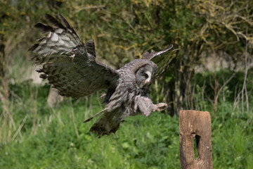 Poster - A great grey owl in flight and landing on a post with its wings outstretched