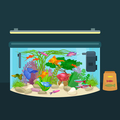 Wall Mural - Aquarium fish, seaweed underwater, tank isolated on dark background