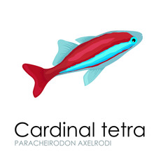 Wall Mural - Aquarium fish Cardinal tetra vector illustration isolated on white background.