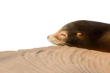 Sea lion sleeping on large stone isolated on white