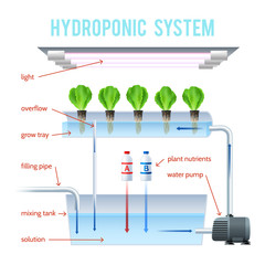 Wall Mural - Hydroponics Colored Infographic