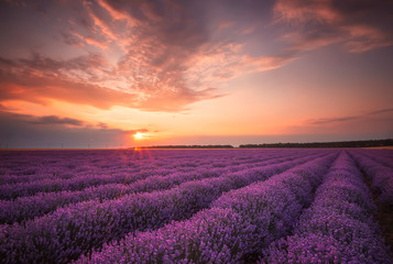 Wall Mural - stunning landscape with lavender field at sunset
