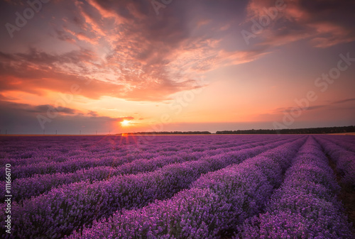 Stunning landscape with lavender field at sunset Billede på lærred
