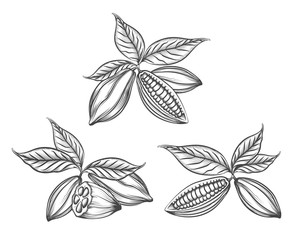 Cacao beans engraved vector or hand drawn cocoa pods line icons