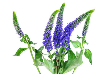 Veronica flowering spikes, isolated on white background