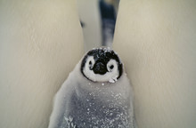 Penguin Covered With Snow