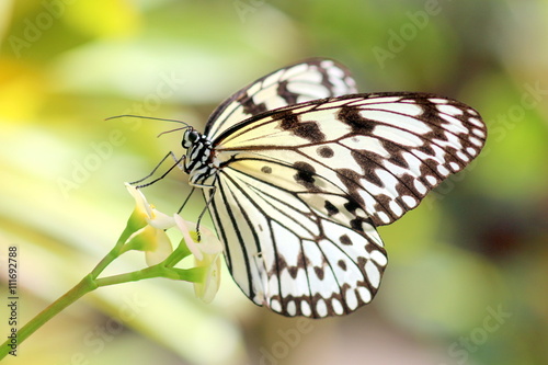 花にとまる蝶 Stock 写真 Adobe Stock 花にとまる蝶 Stock 写真 Adobe Stock