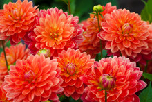Dahlia Red Or Orange Flowers In Garden Full Bloom