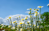 daisy field with a blue sky