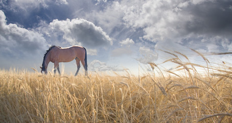 Wall Mural - Horse grazing in field