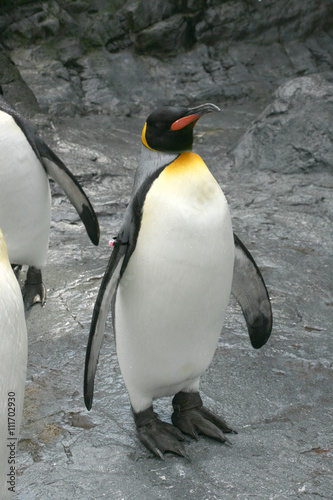 キングペンギン 王様ペンギン Stock Photo Adobe Stock